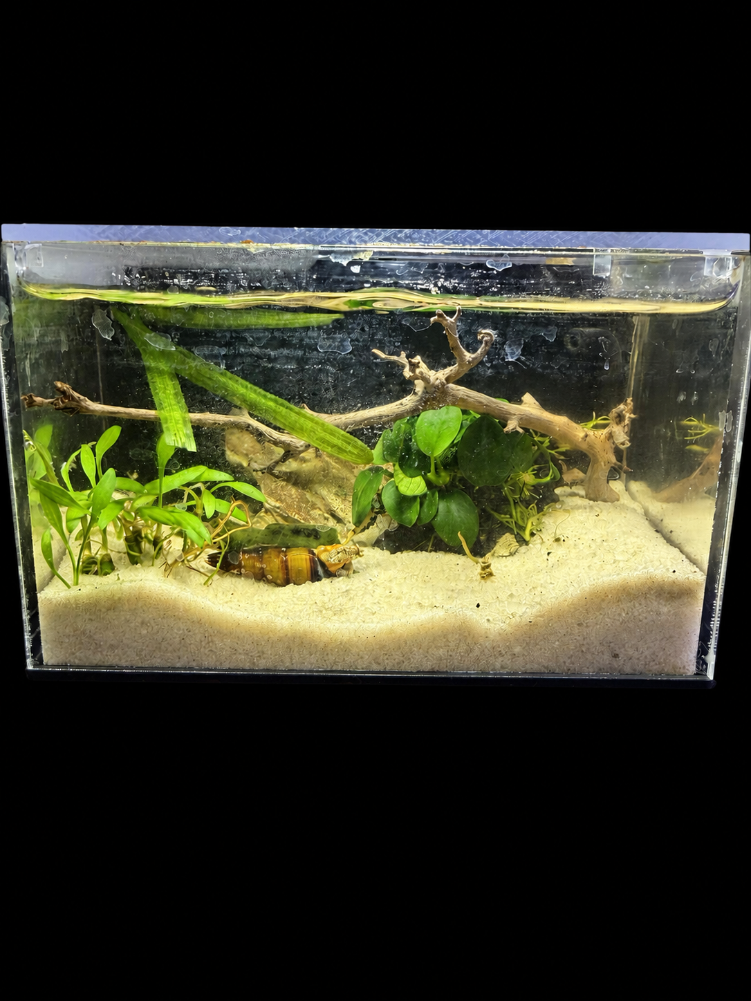 Desktop Nano Oasis aquascape against a black background