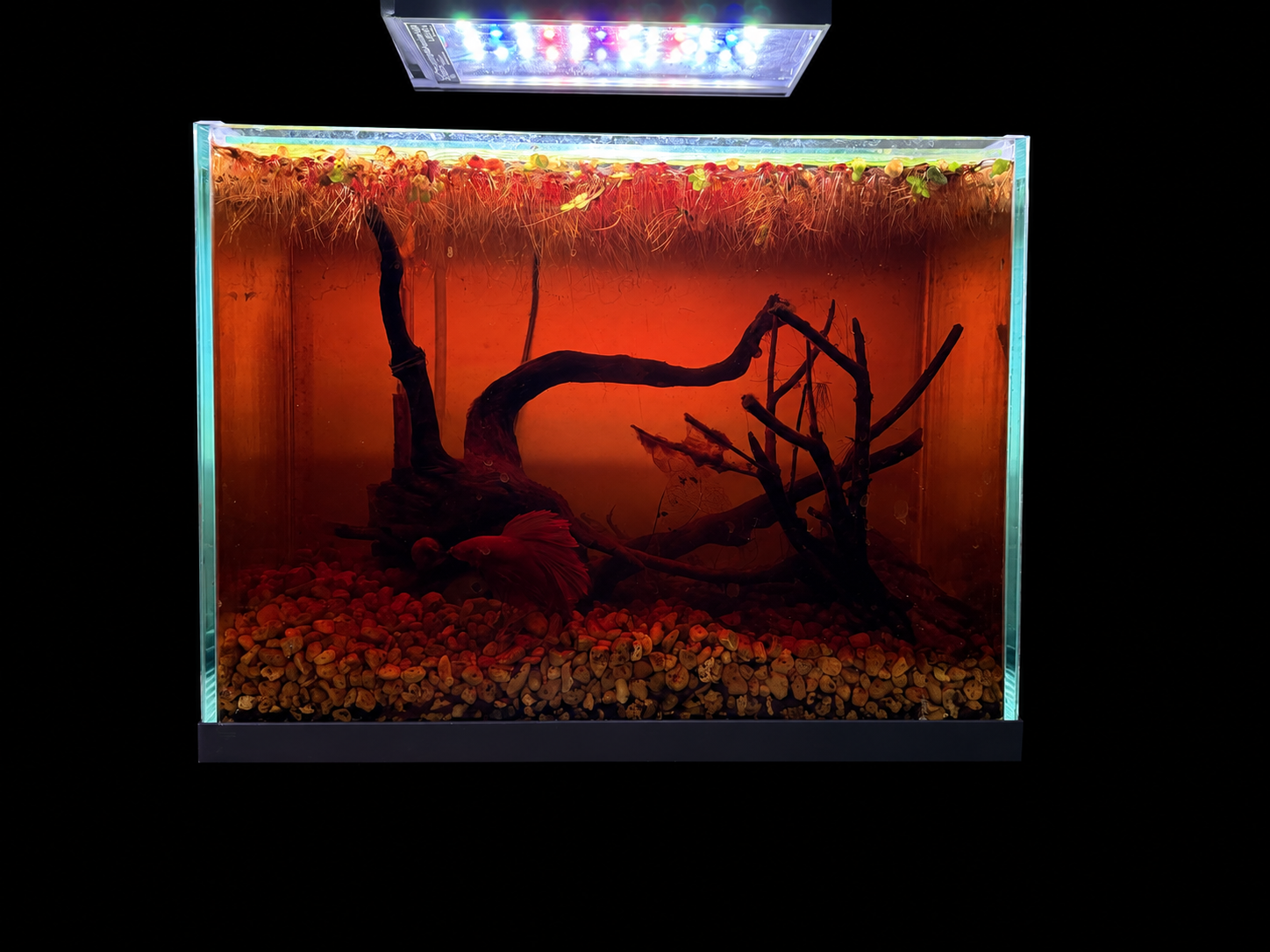 Ember Roots blackwater aquascape against a black background