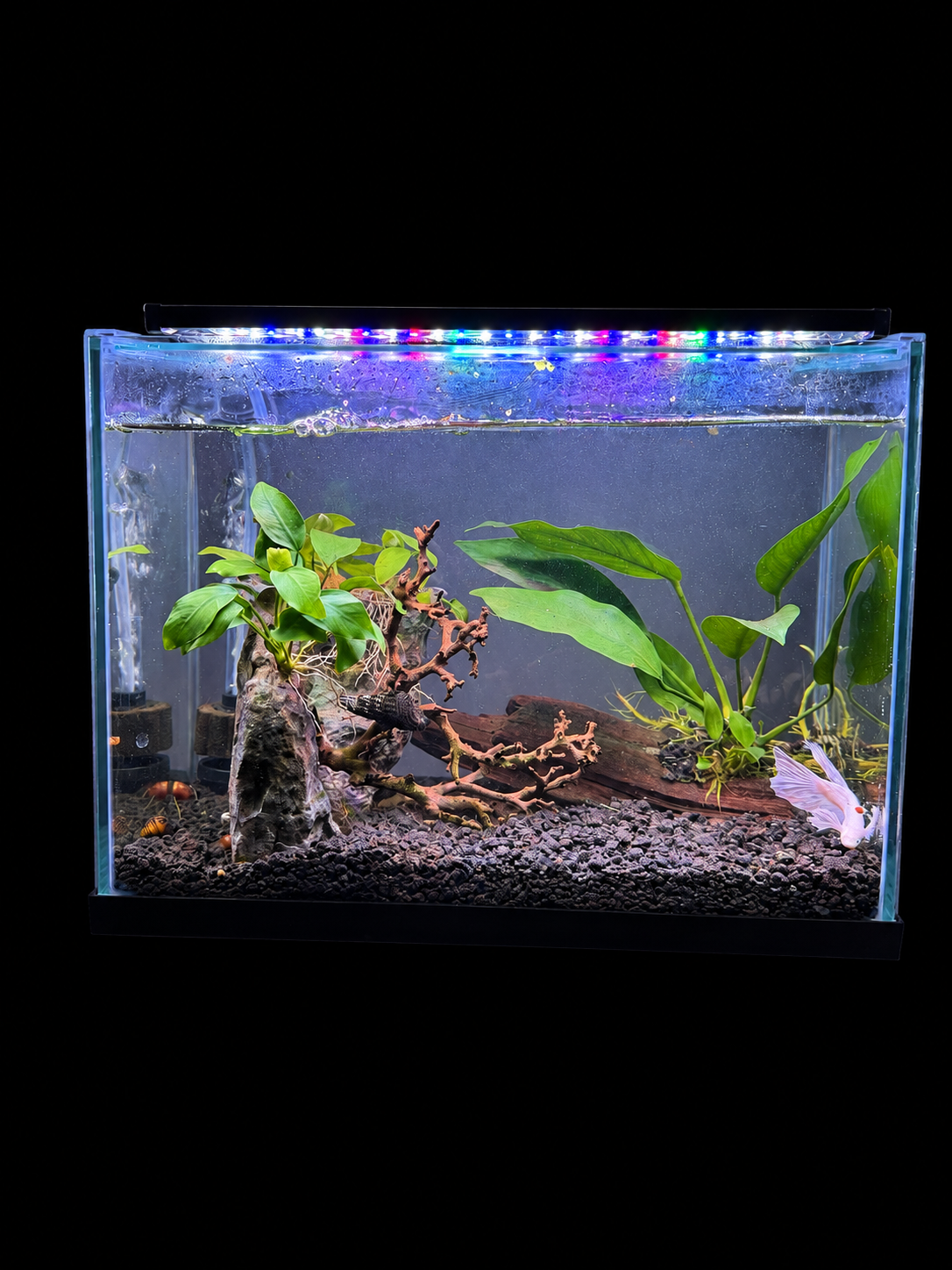 The Hidden Grove planted aquascape against a black background