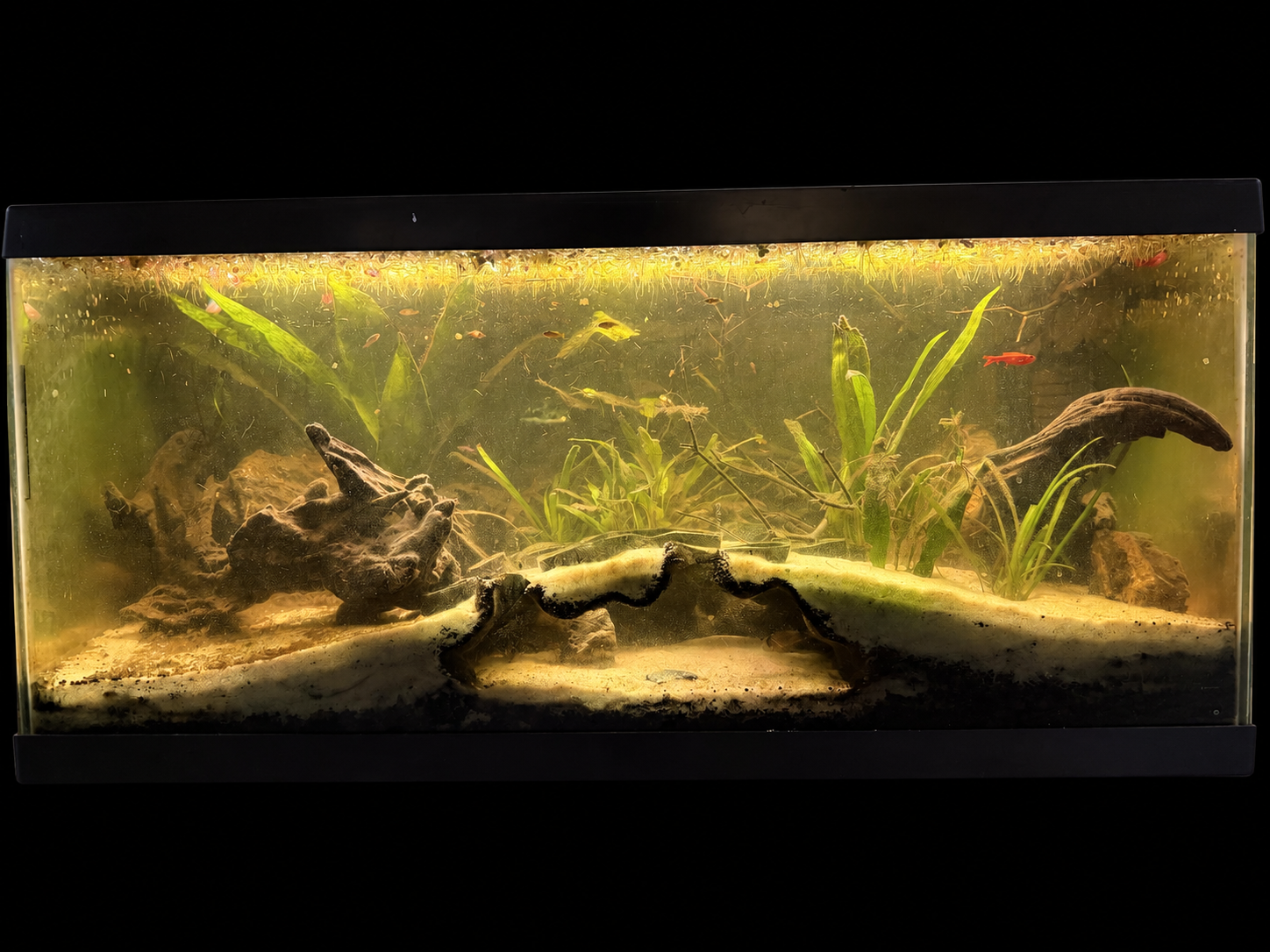 The River Cave planted 40-gallon aquascape against a black background