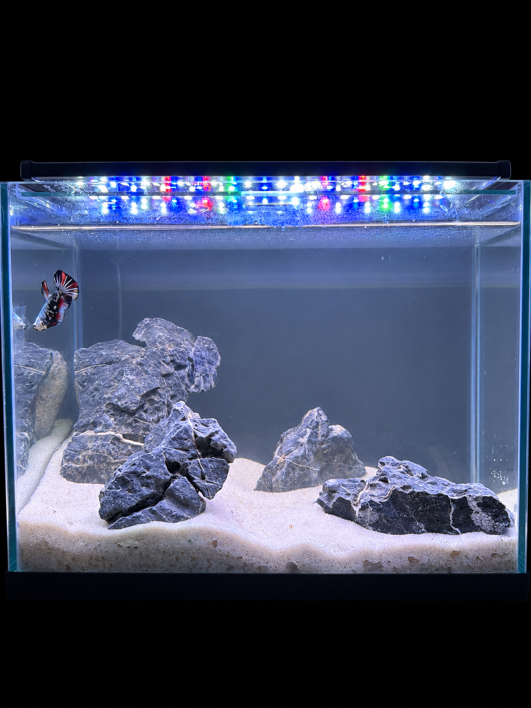 The Zen Stone white sand cave aquascape against a black background